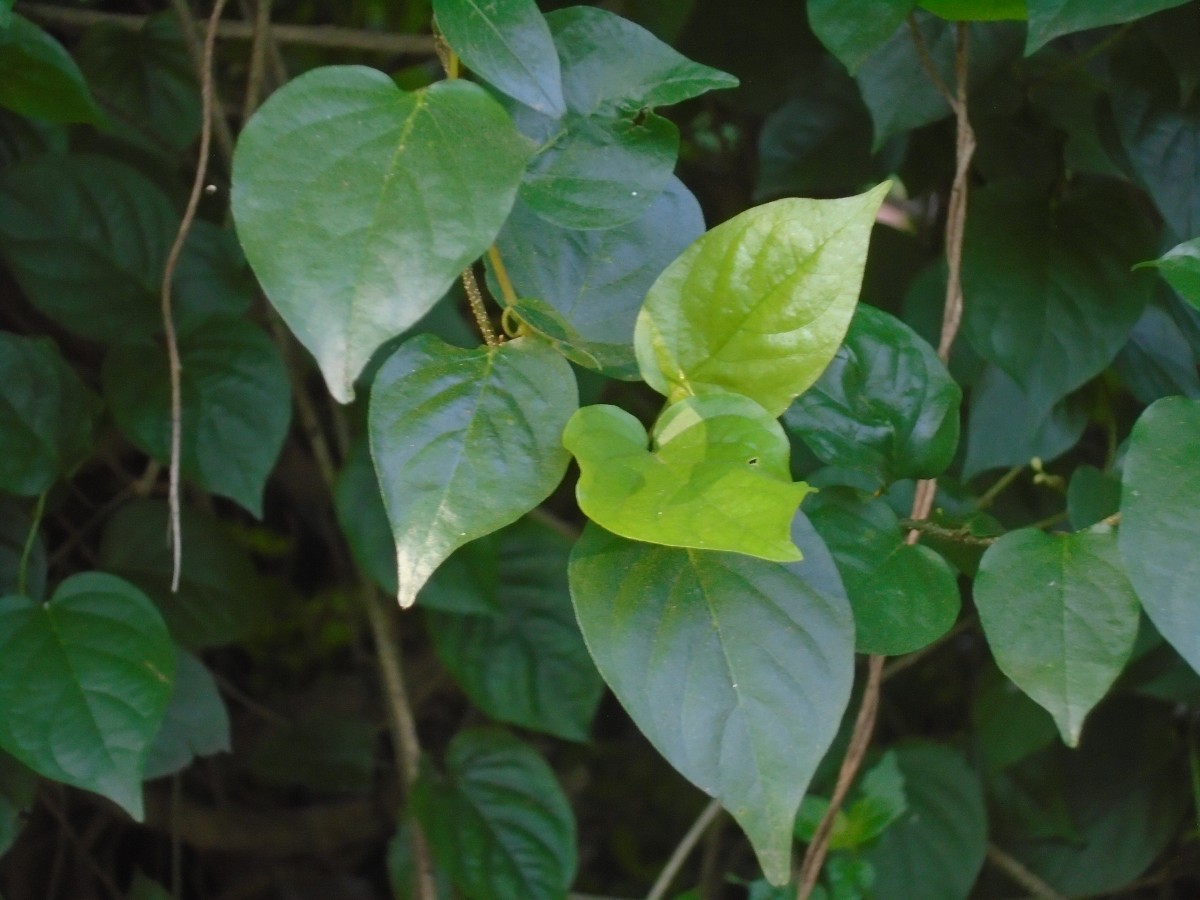 Poranopsis paniculata (Roxb.) Roberty